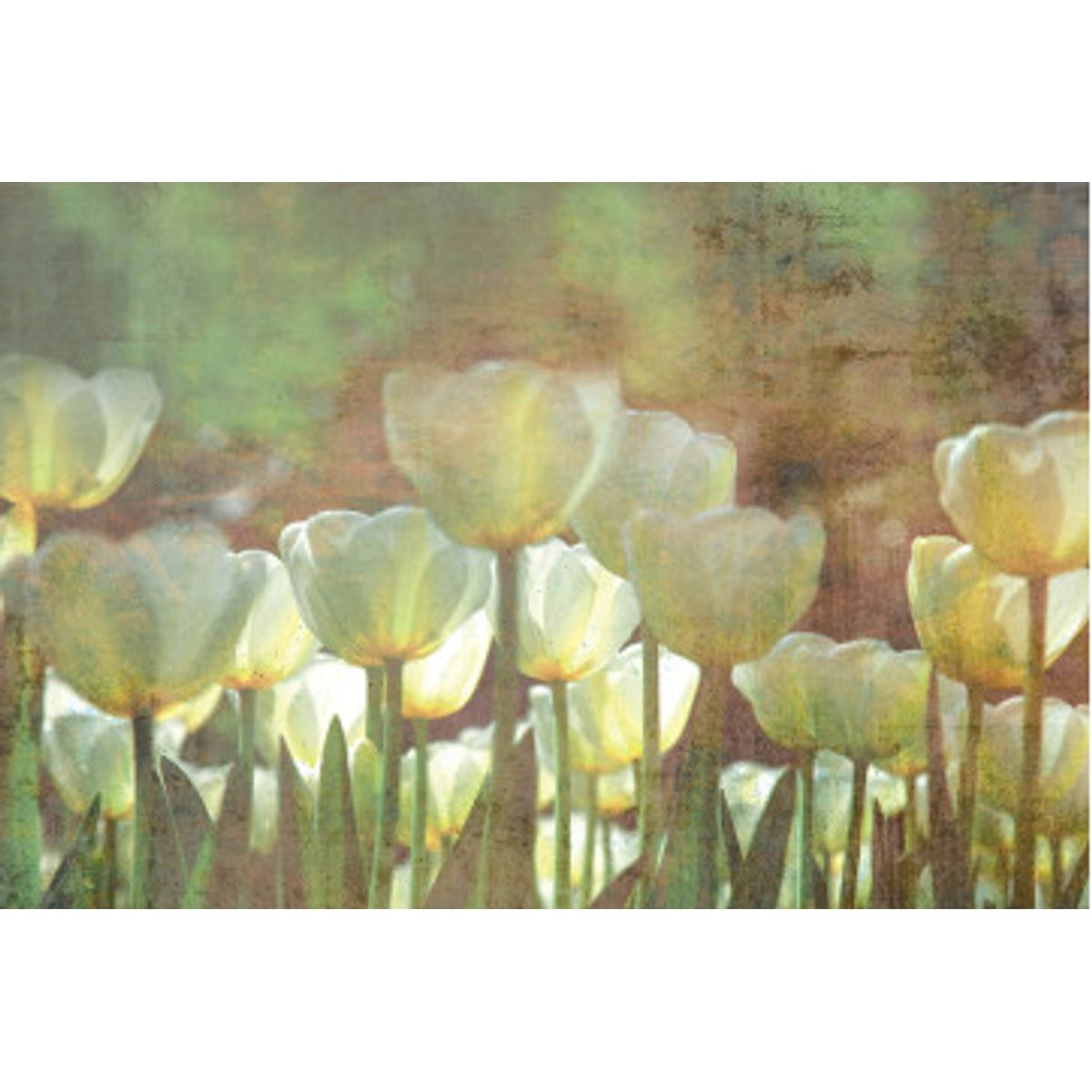 Fototapet - White Tulips Abstract