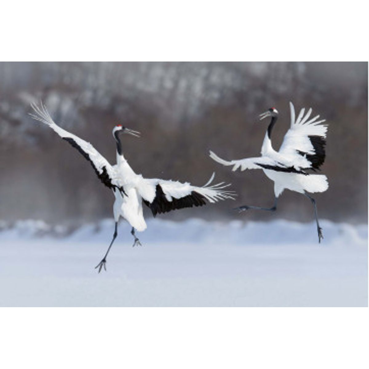 Fototapet - Dancing Pair Of Red-Crowned Crane