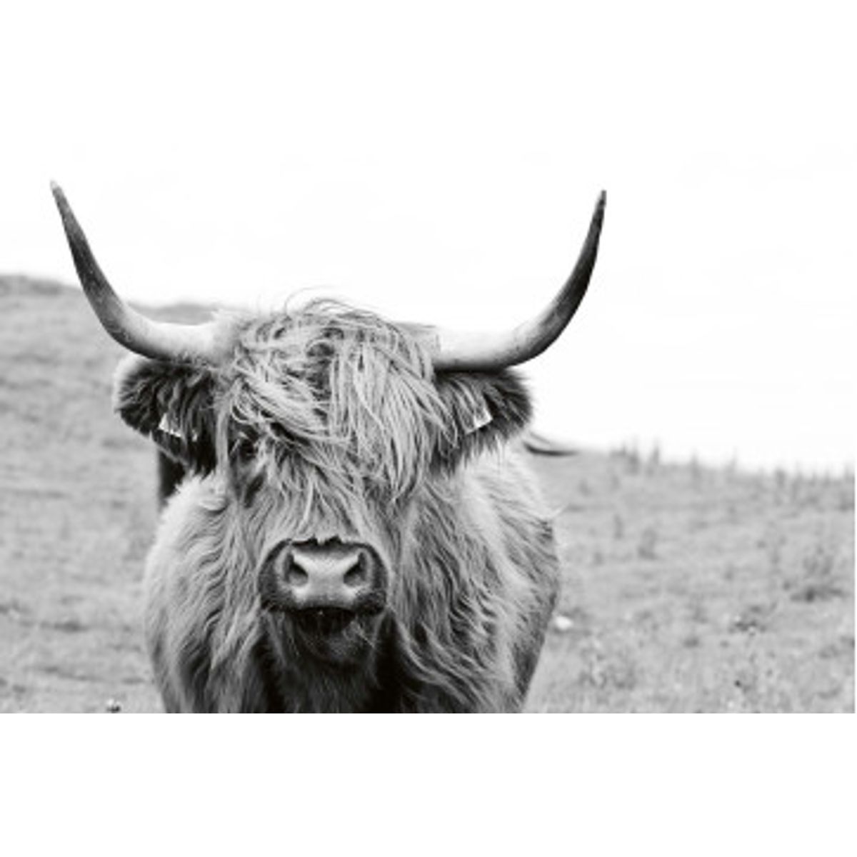 Fototapet - Scottish Cow