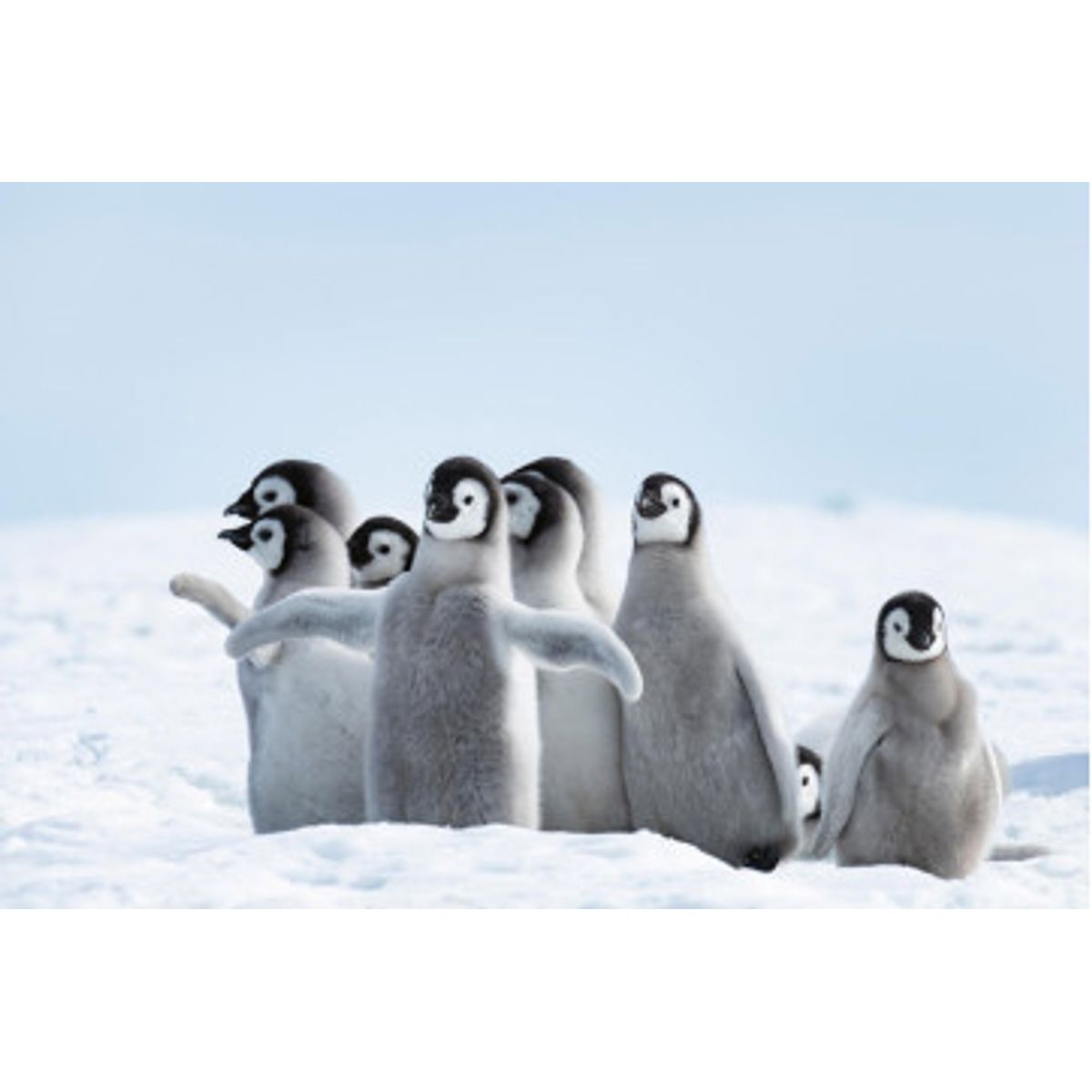 Fototapet - Emperor Penguins Chicks