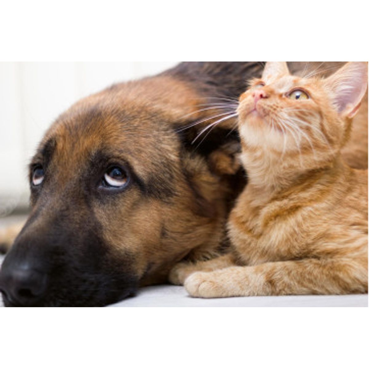 Fototapet - Cat And Dog Together