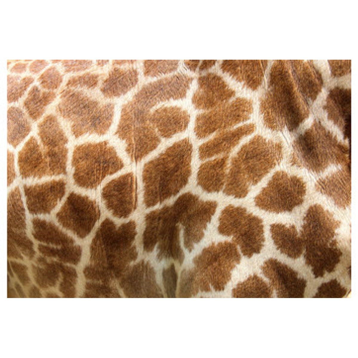 Fototapet - Genuine Leather Of Giraffe