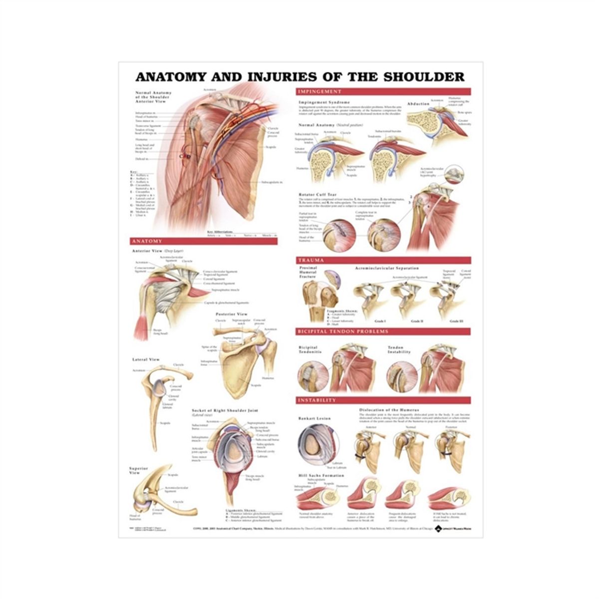 Skulderplakat Anatomi & skader, lamineret, 51 x 66 cm